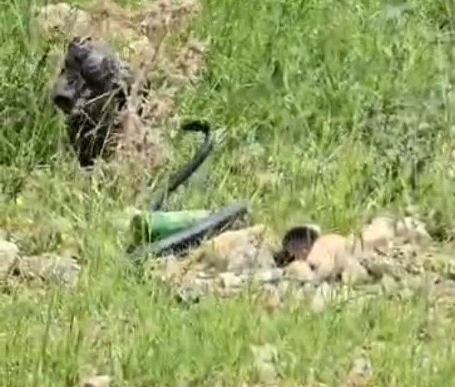 Şırnak’ta odun almaya giden kadın 2 metre uzunluğunda yılan gördü