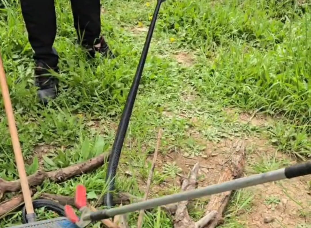 Şırnak’ta odun almaya giden kadın 2 metre uzunluğunda yılan gördü
