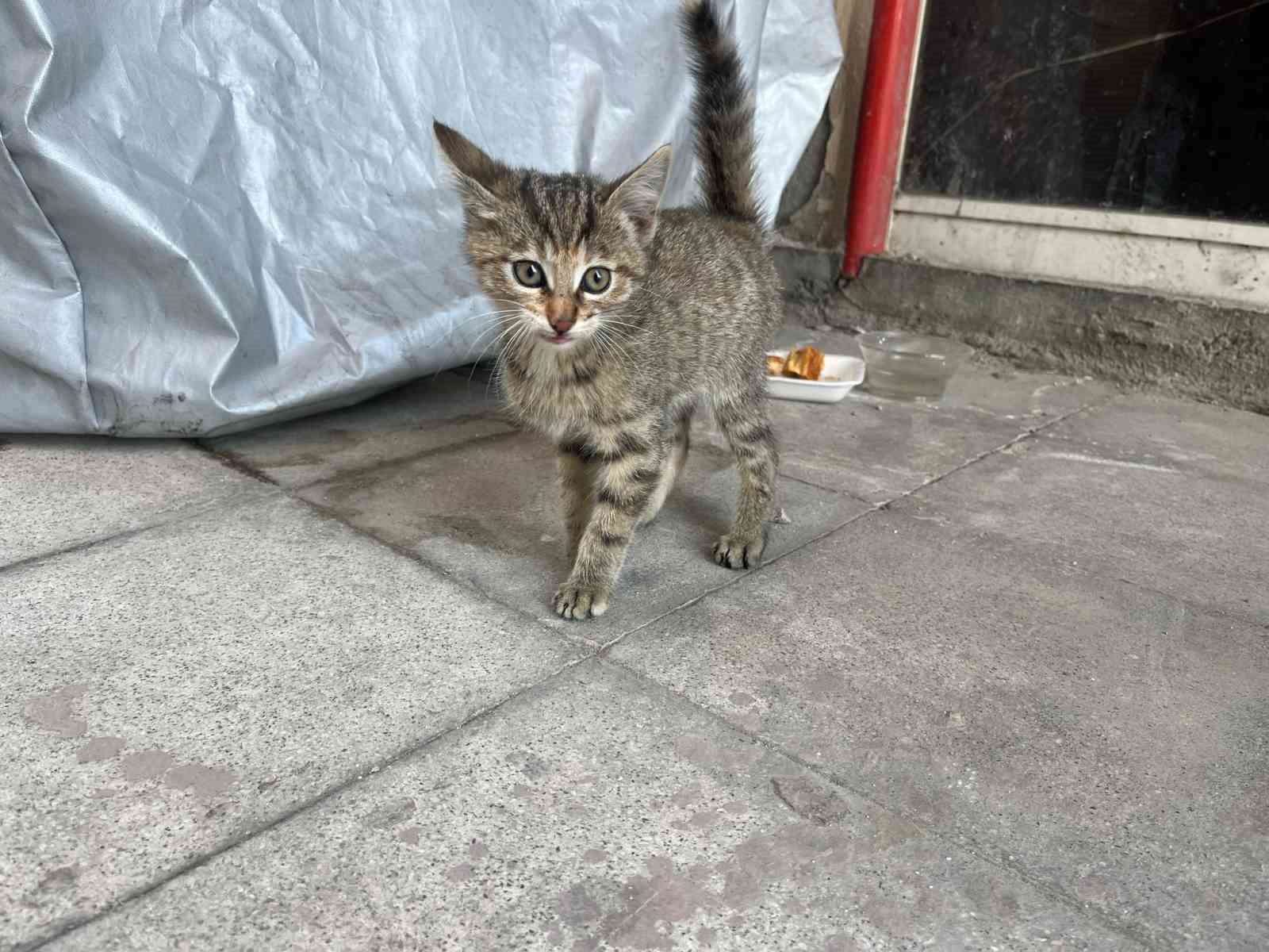 Aracın motoruna giren yavru kediyi polis kurtardı