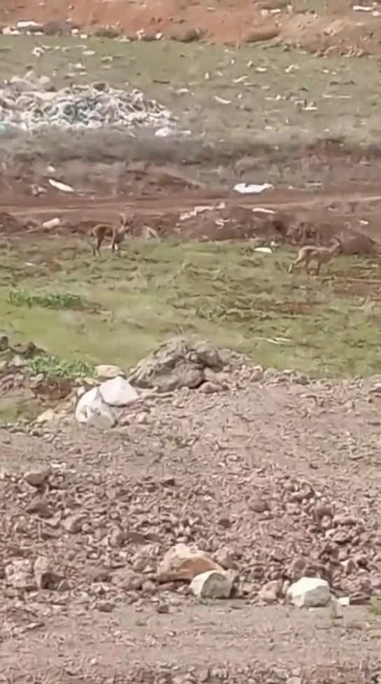 Elazığ’da dağ keçileri görüldü