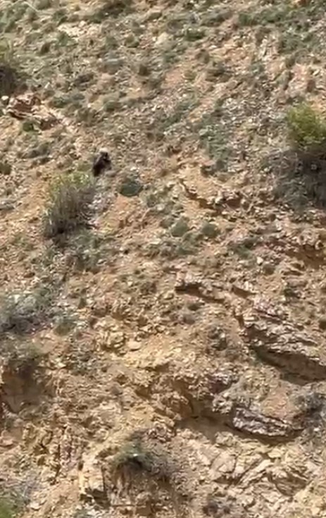 Gümüşhane’de annesini kaybeden yavru ayı bağırarak annesini aradı