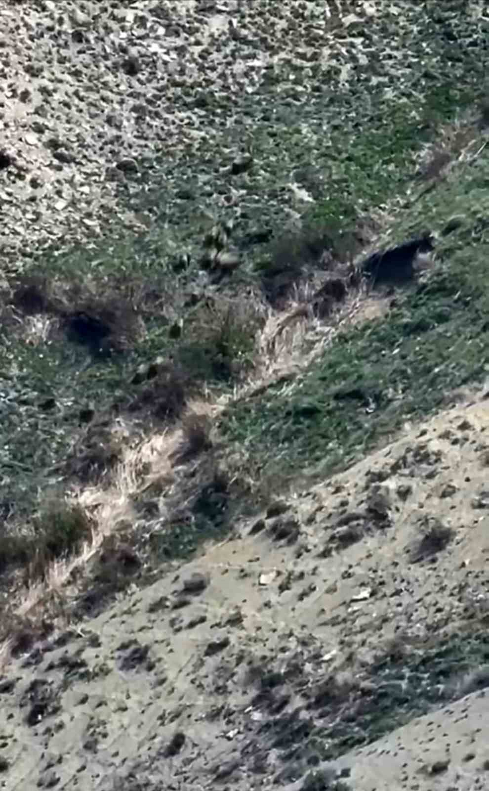 Yüksekova’da domuz sürüsü görüntülendi