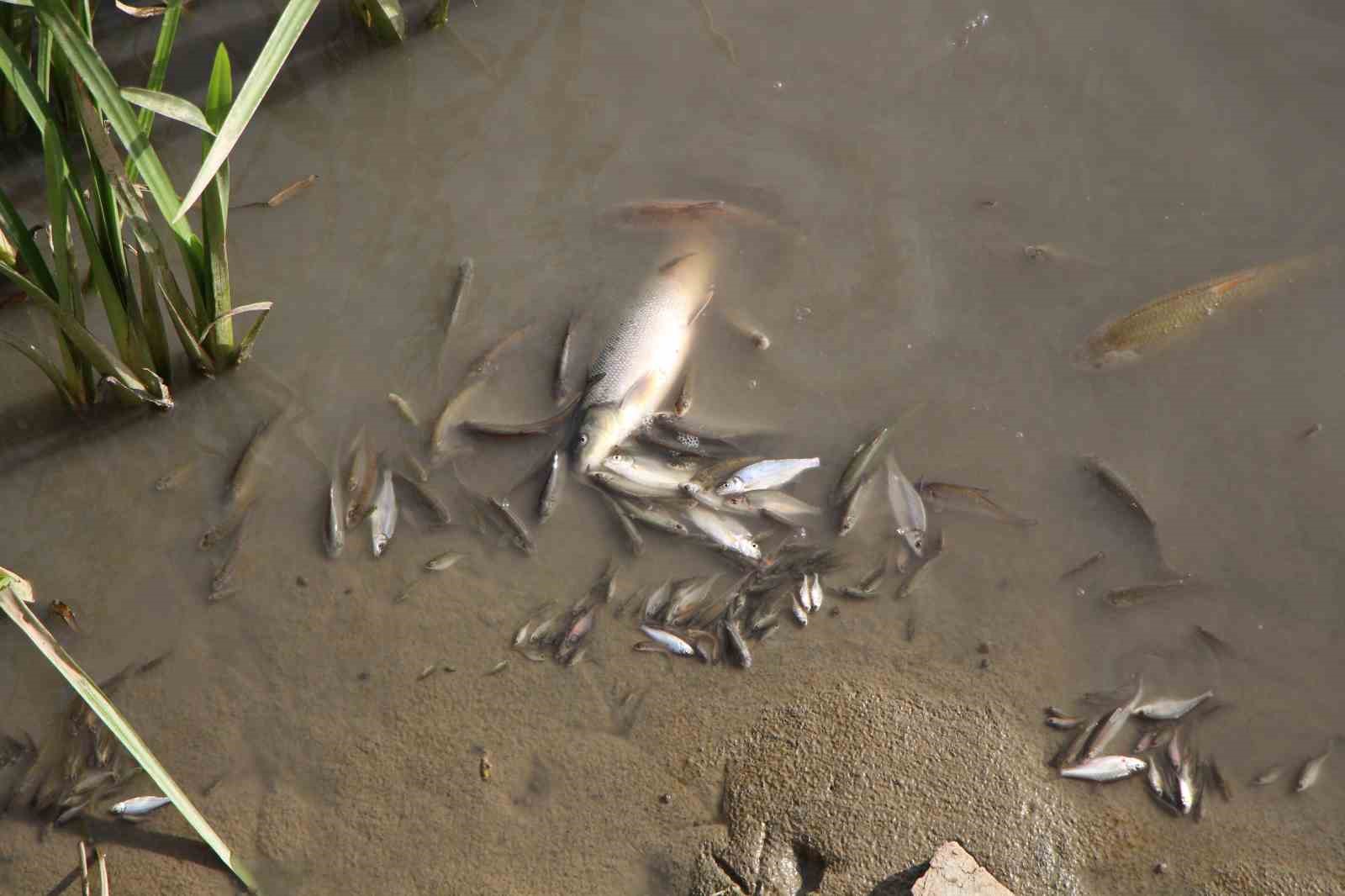 Amasya’da Yeşilırmak Nehri’nde balık ölümleri yaşandı