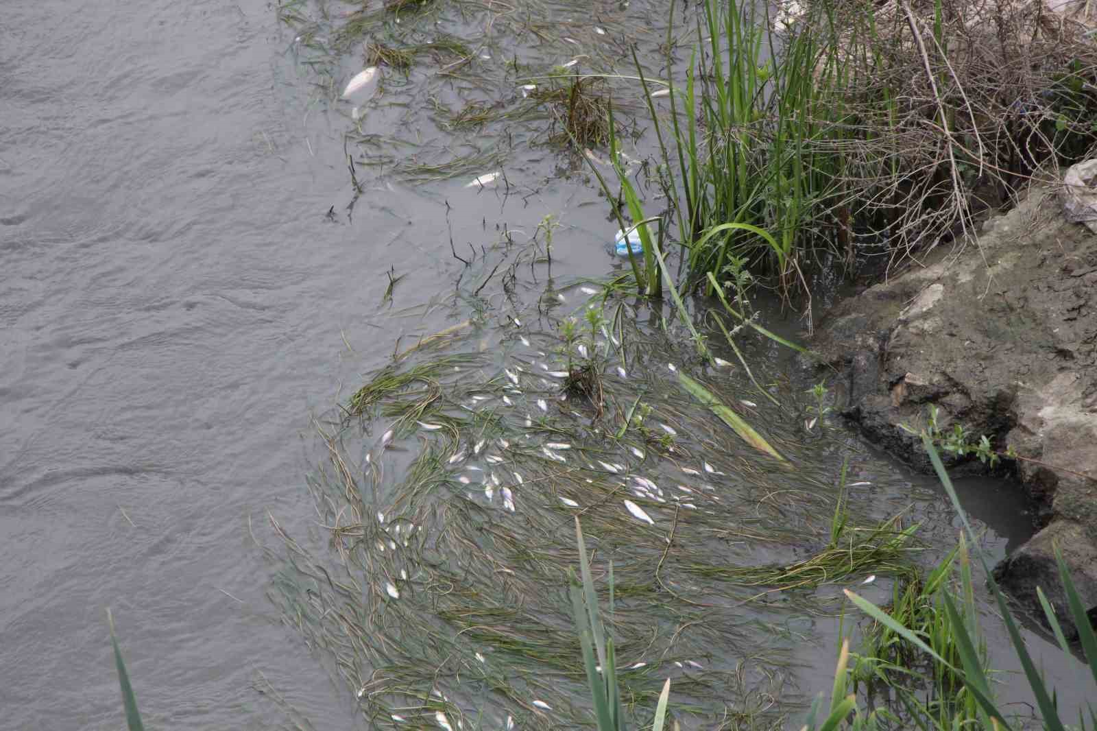 Amasya’da Yeşilırmak Nehri’nde balık ölümleri yaşandı