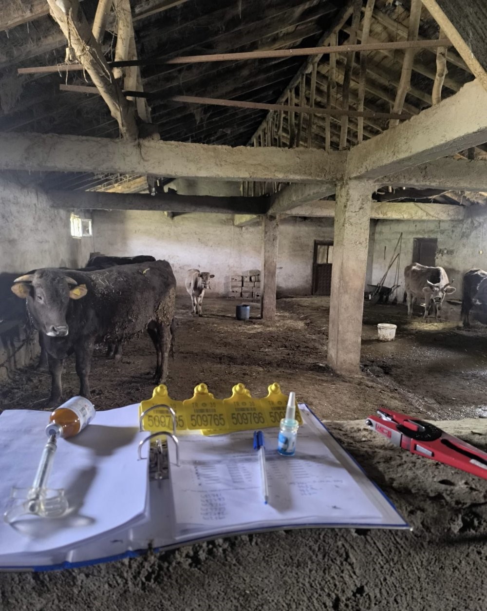 Yüksekova’da hayvanları kimliklendirme ve aşılama çalışması