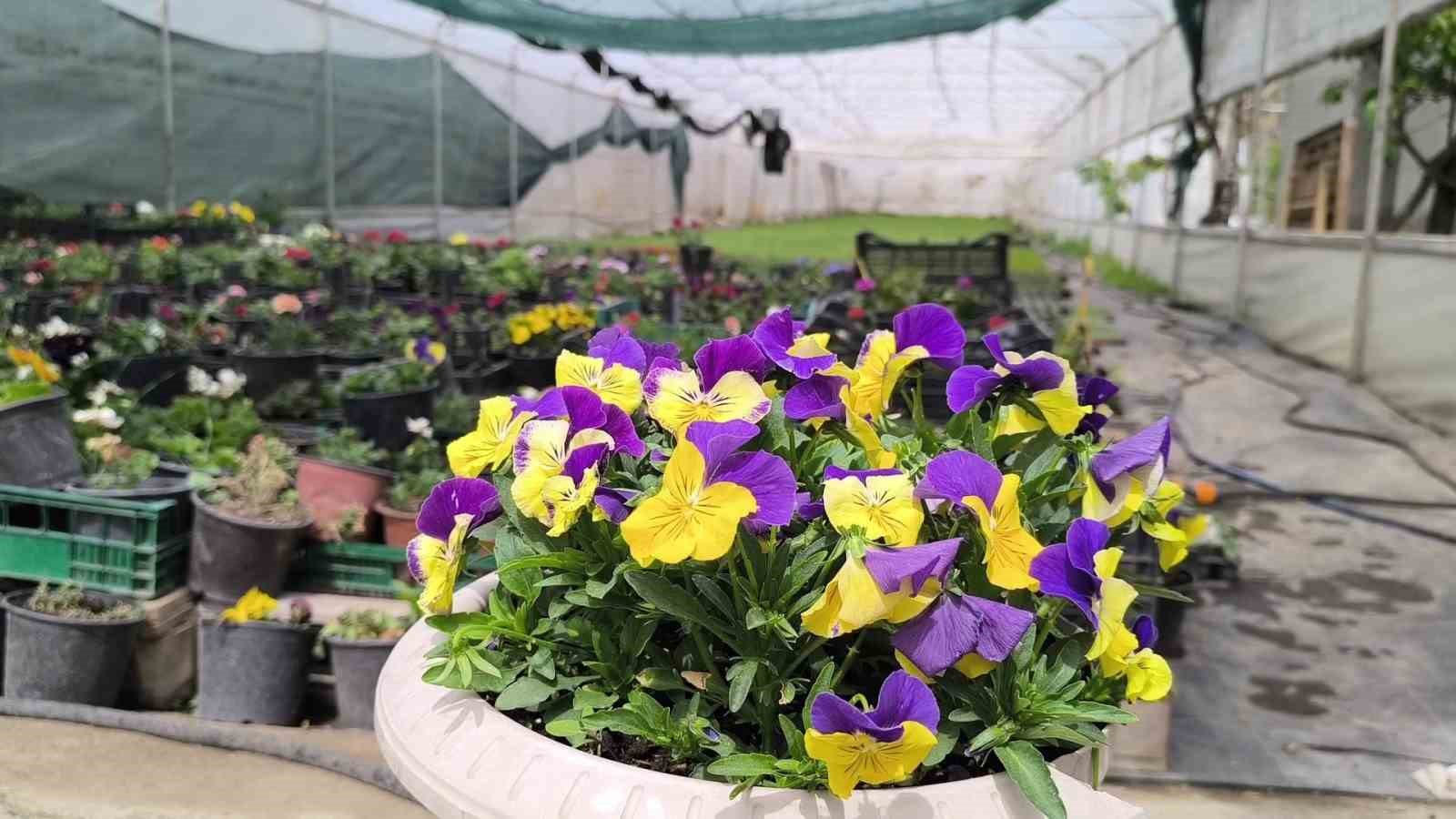 Uzundere&rsquo;nin &ccedil;i&ccedil;ek kadınları yılda 1 milyon fide &uuml;retiyor
