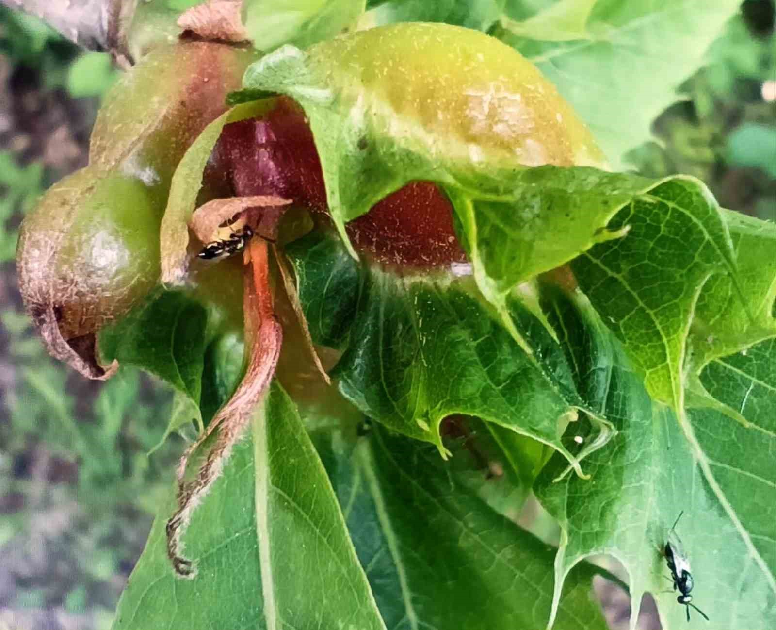 Katil arılar ile doğaya salınan böceklerle mücadele ediliyor
