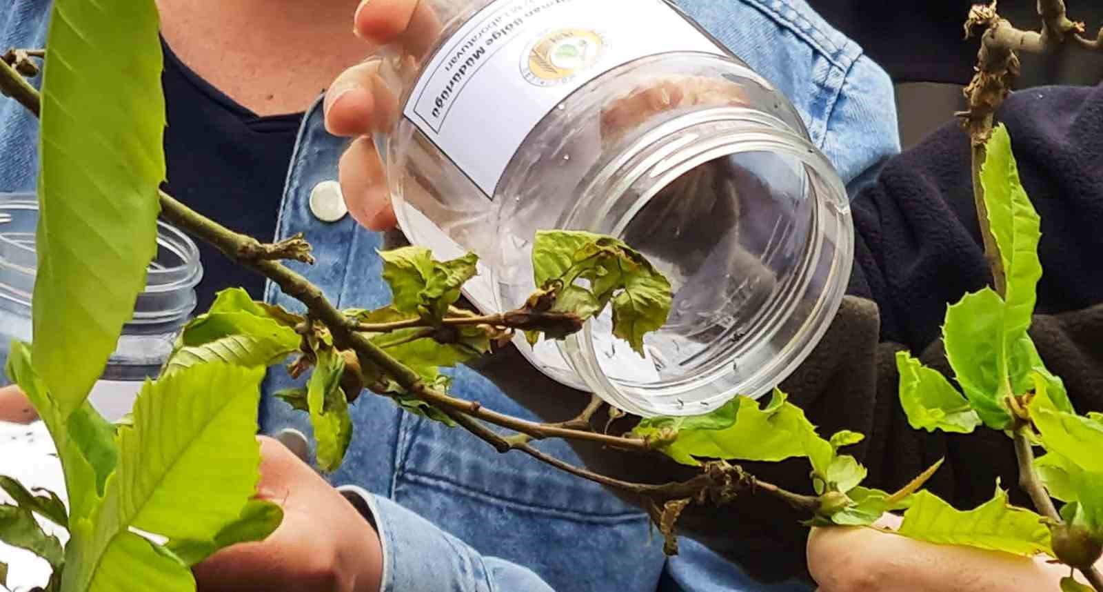 Katil arılar ile doğaya salınan böceklerle mücadele ediliyor
