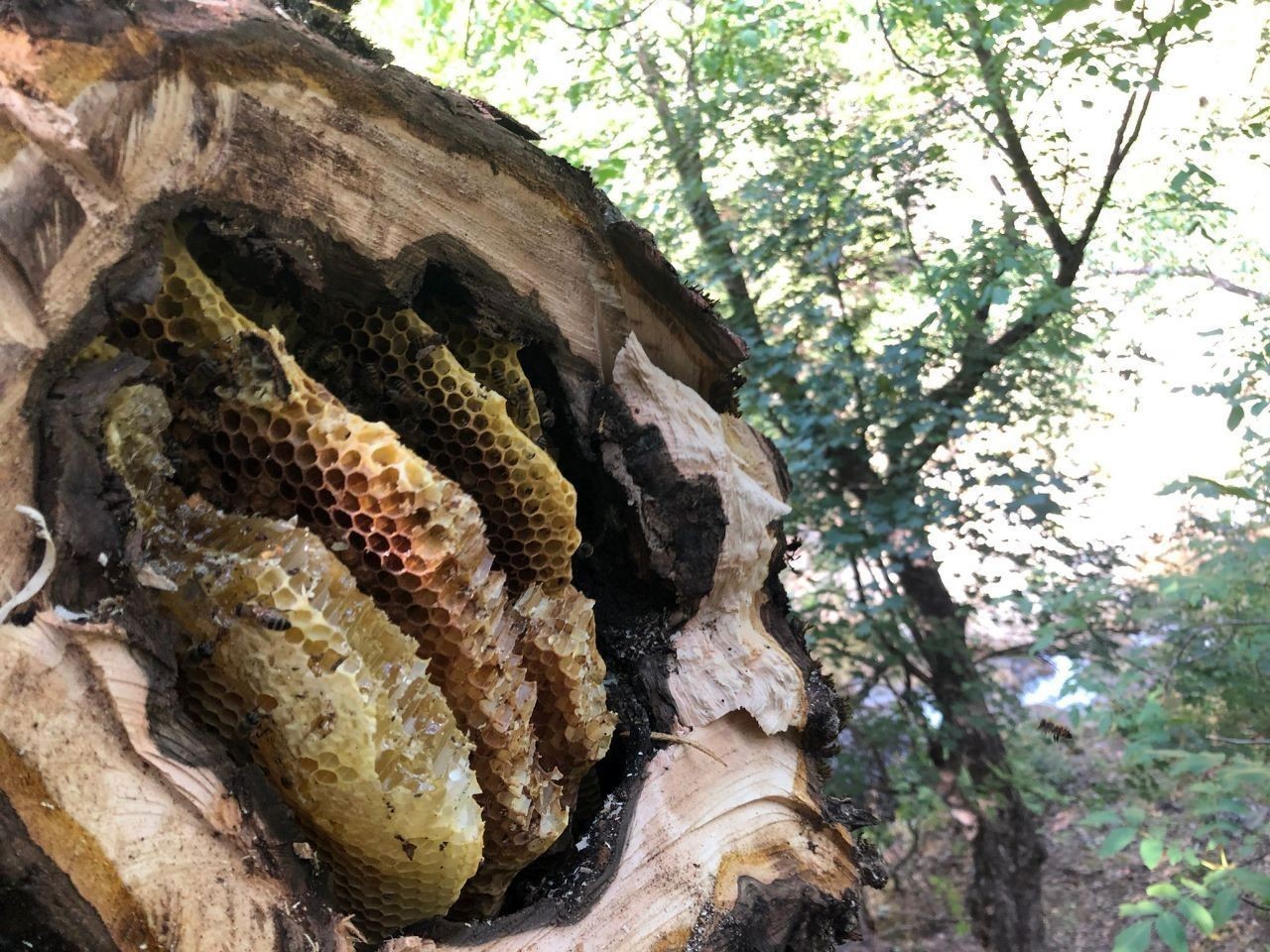 "Dünyanın en tatlı işi" bal avcıları
