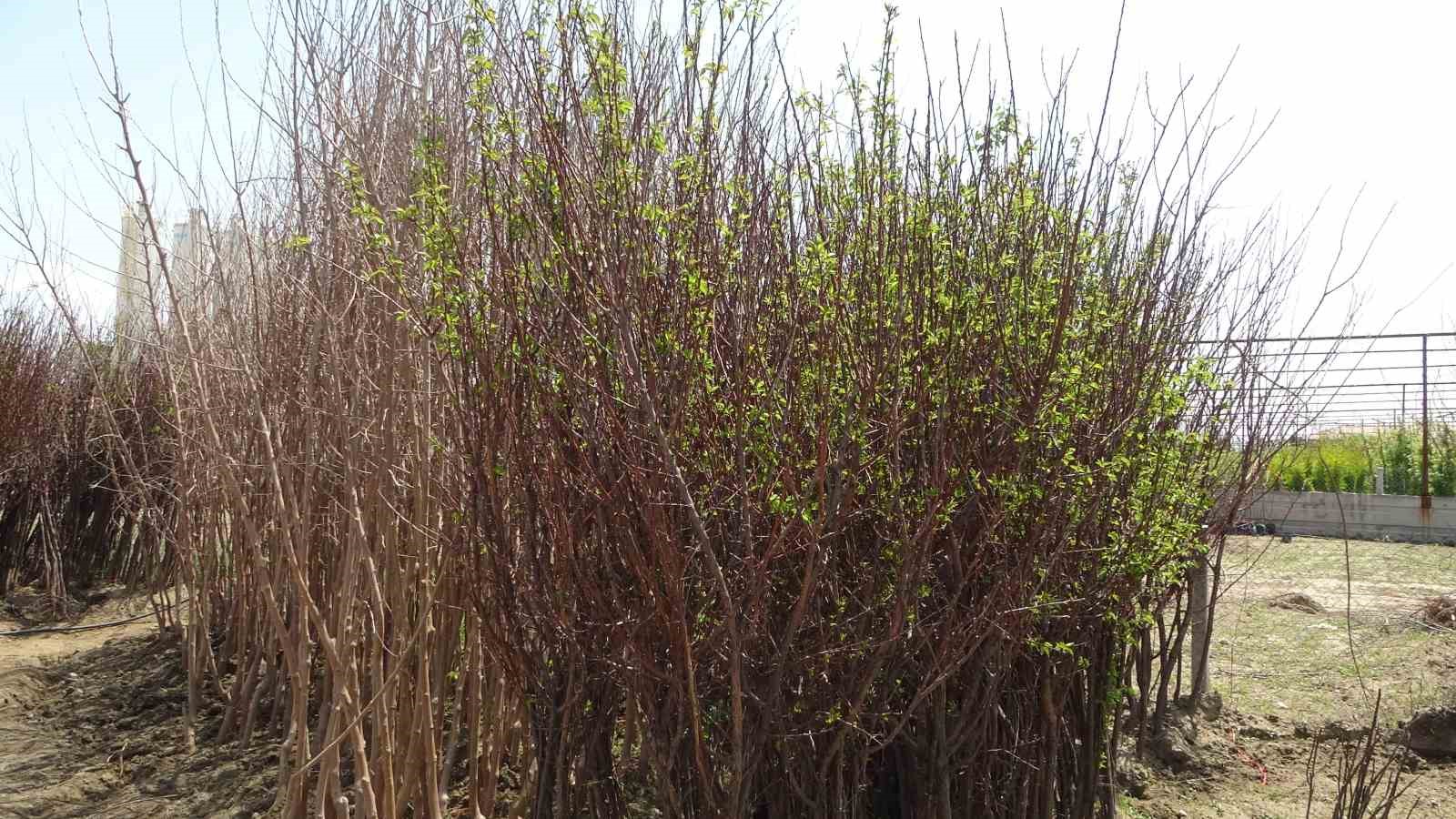 Zirai don binlerce meyve fidanını da vurdu