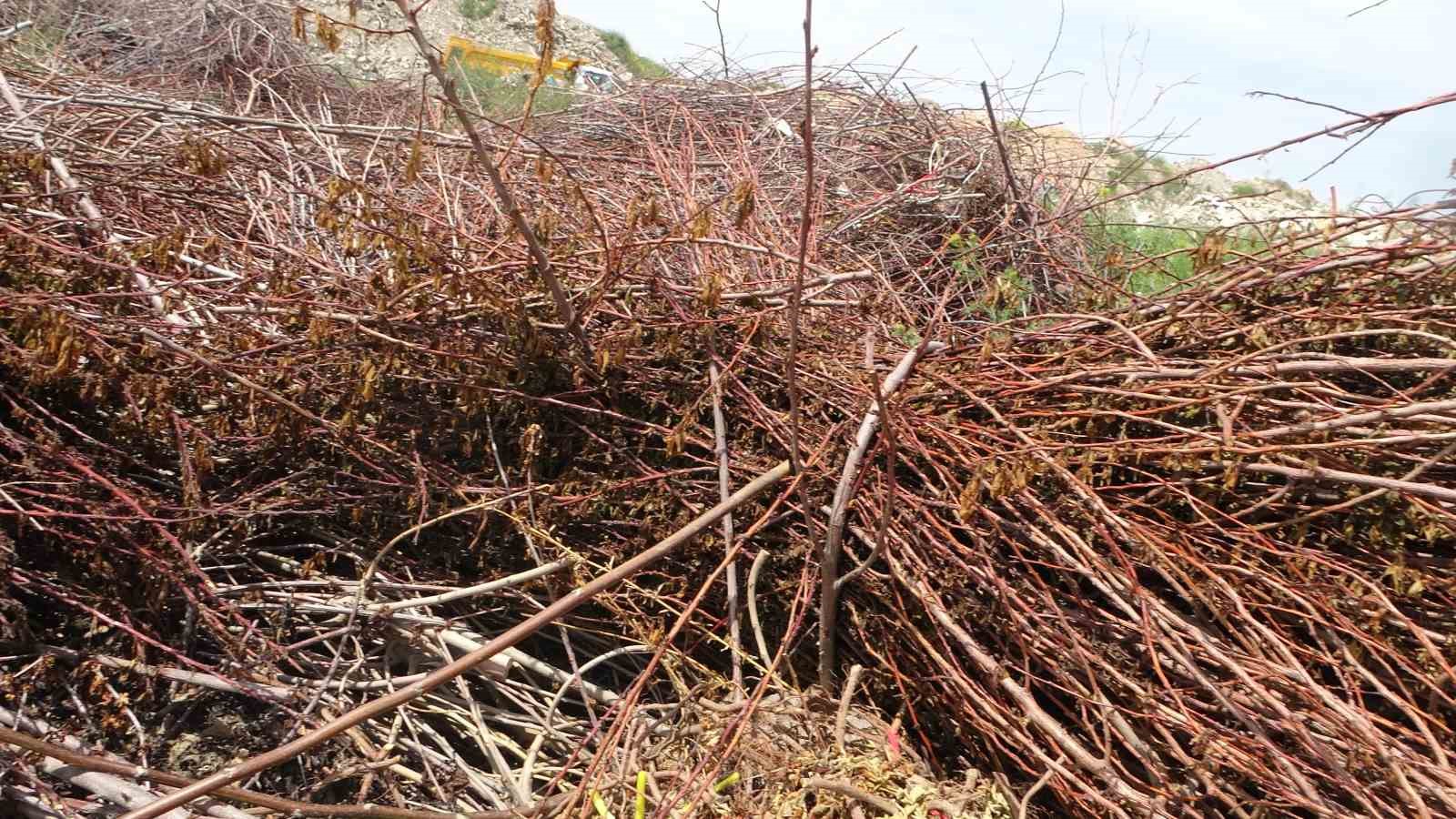 Zirai don binlerce meyve fidanını da vurdu