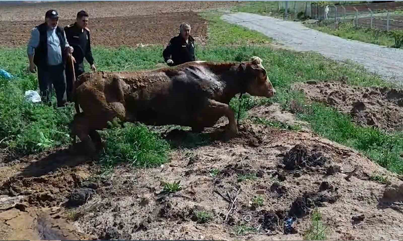 Kırıkkale&rsquo;de bataklığa saplanan ineği itfaiye kurtardı
