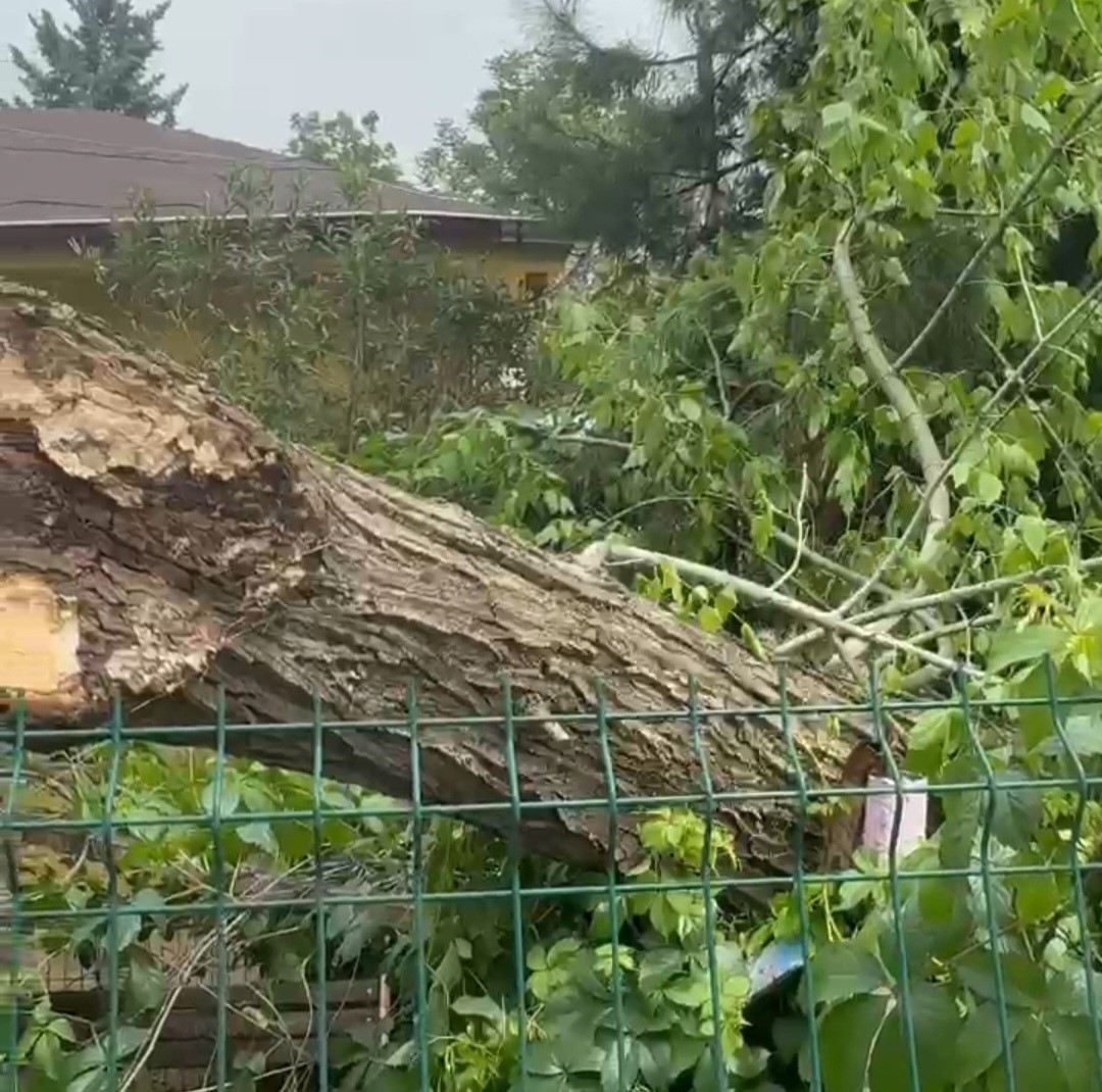 Siirt’te şiddetli rüzgar ağaçları devirdi