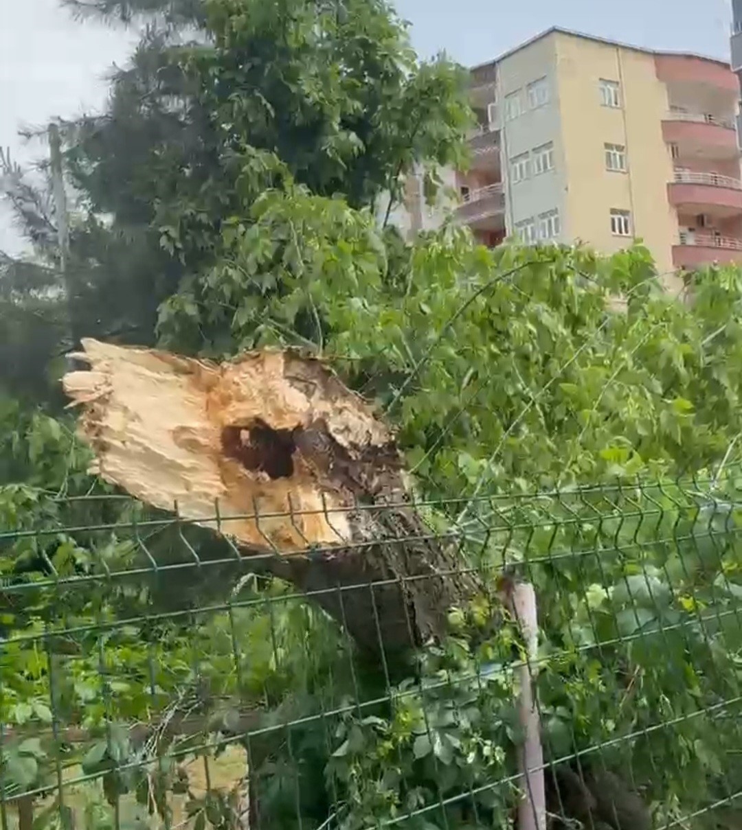 Siirt&rsquo;te şiddetli r&uuml;zgar ağa&ccedil;ları devirdi
