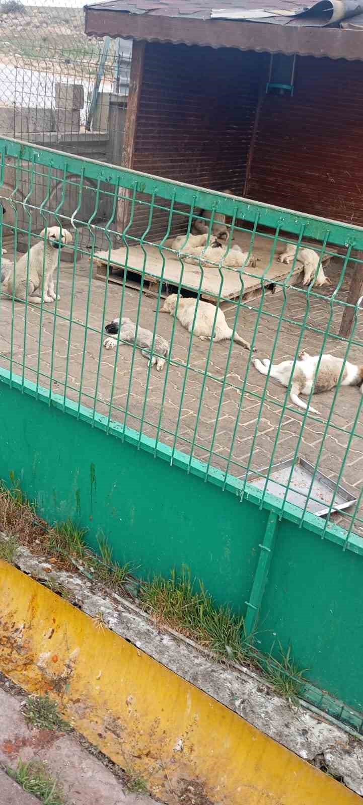 Kırşehir&rsquo;de hayvan katliamı iddiası
