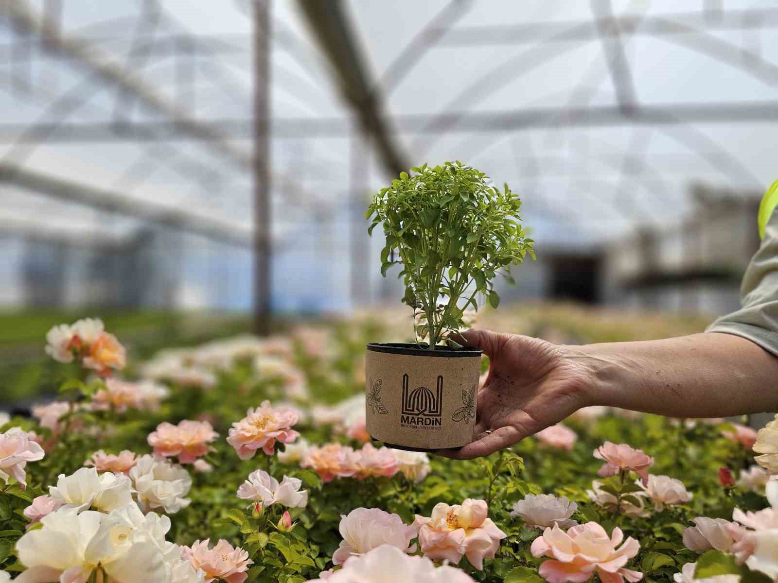 Mardin&rsquo;de vatandaşlara 60 bin fesleğen dağıtıldı
