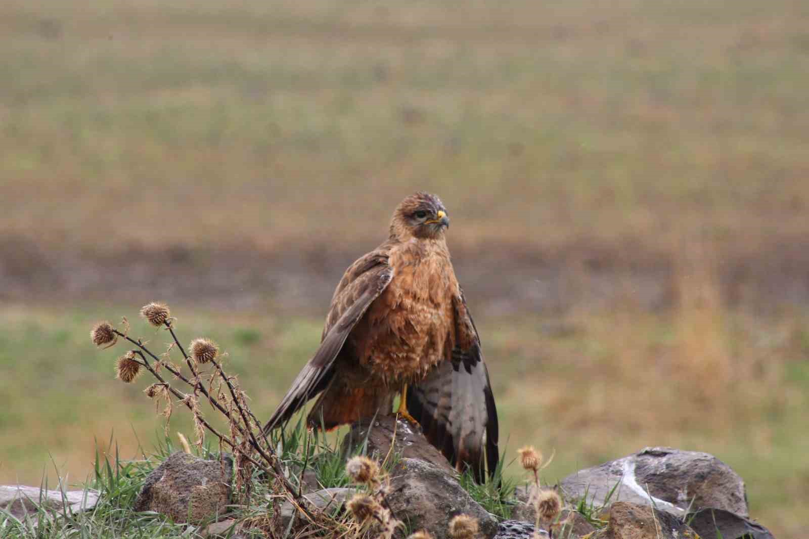 Sarıkamış&rsquo;ta Kızıl Şahin objektiflere yansıdı

