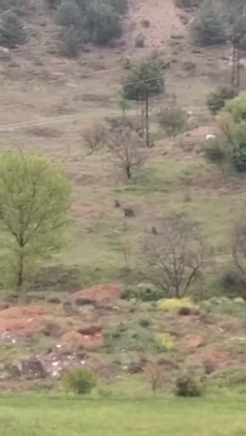 Karabük’te ayılar ve domuzlar cep telefonu kamerasıyla görüntülendi
