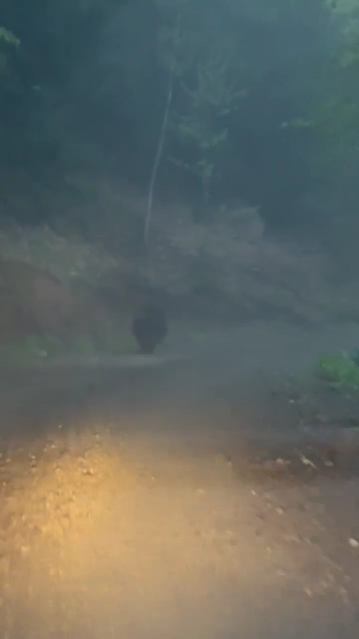 Karab&uuml;k&rsquo;te ayılar ve domuzlar cep telefonu kamerasıyla g&ouml;r&uuml;nt&uuml;lendi
