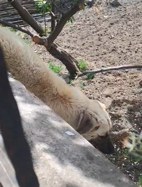 Demir korkuluklara sıkışan k&ouml;pek kurtarıldı
