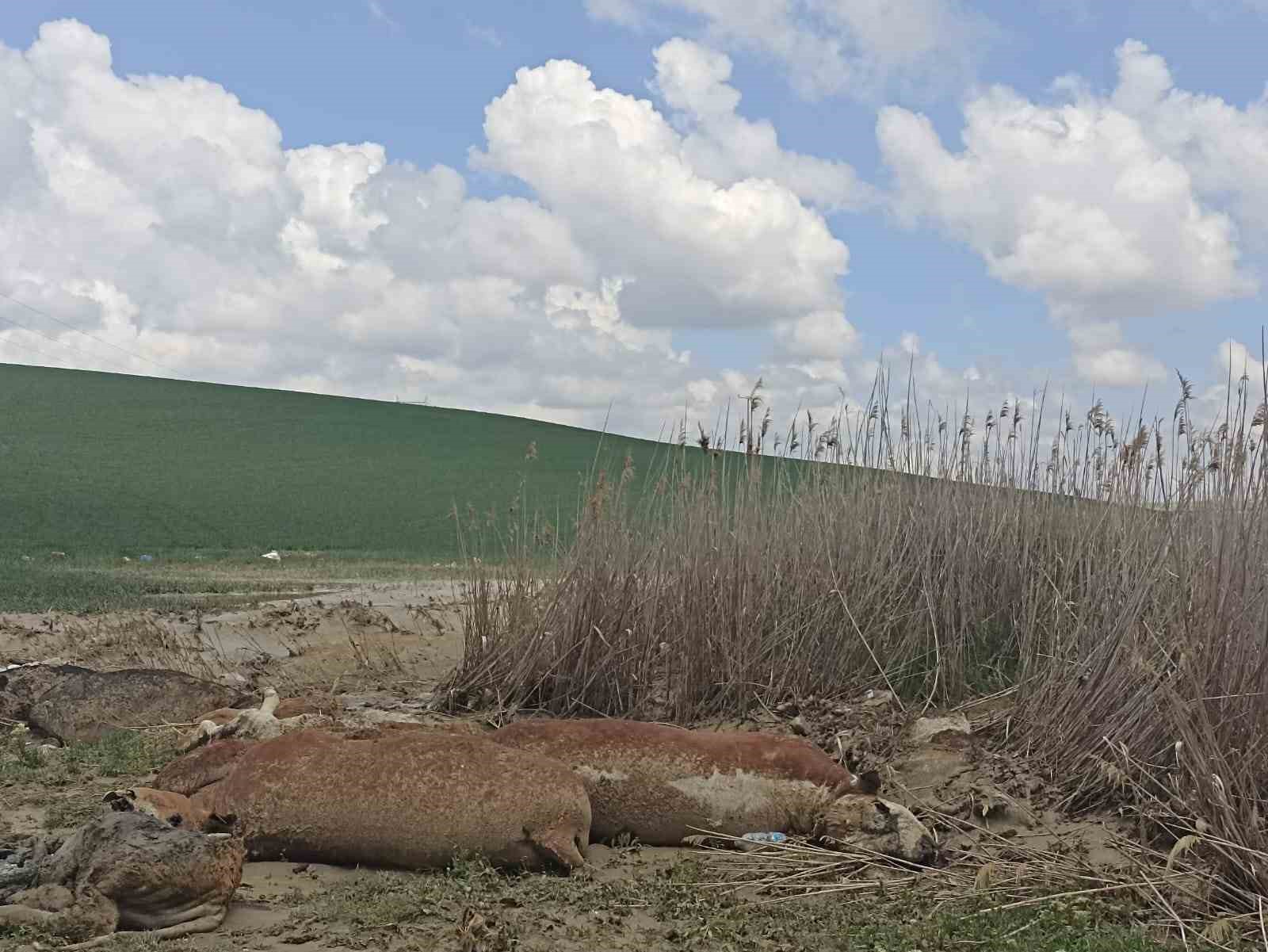 Polatlı&rsquo;da yaşanan sel felaketinde 17 b&uuml;y&uuml;kbaş hayvan telef oldu
