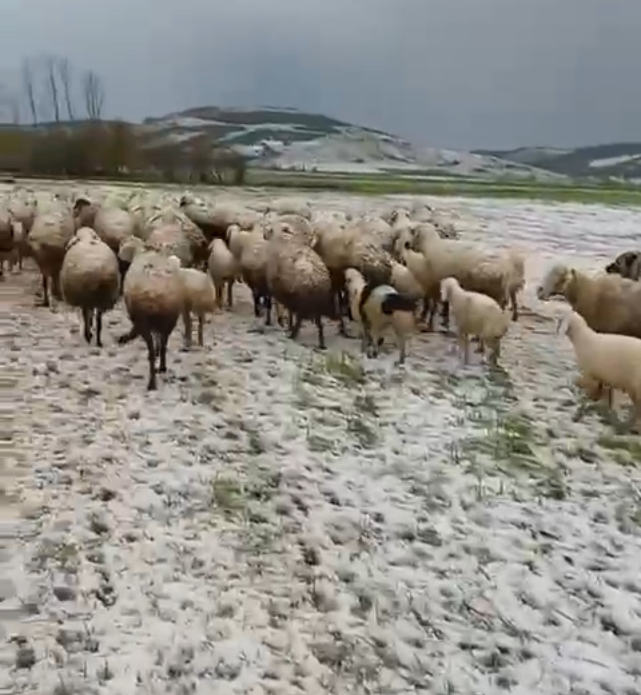 Yayladaki s&uuml;r&uuml;lerin dolu yağışında zorlu anları kameraya yansıdı
