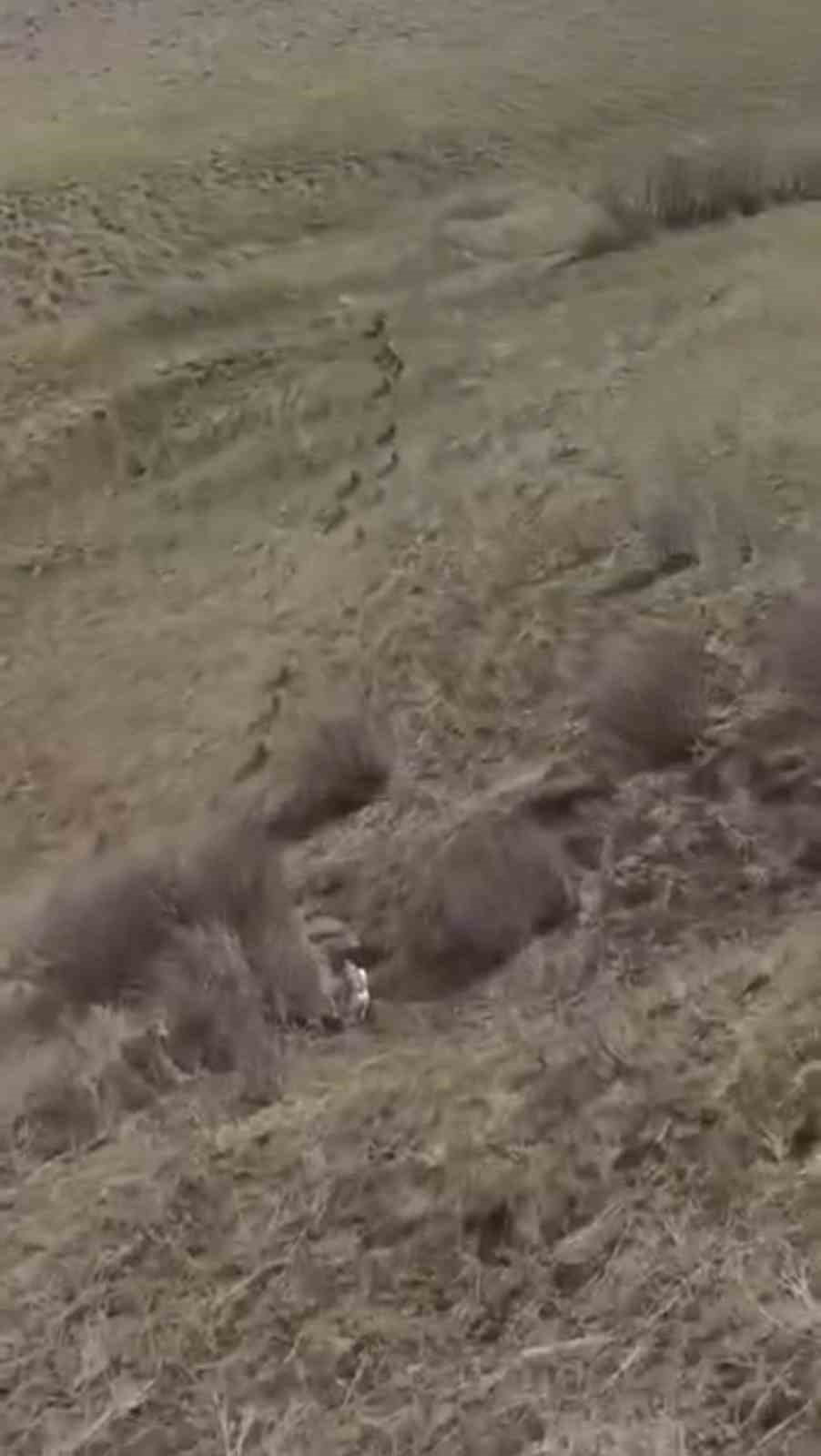 Türkiye-İran sınırında domuz sürüsü görüntülendi