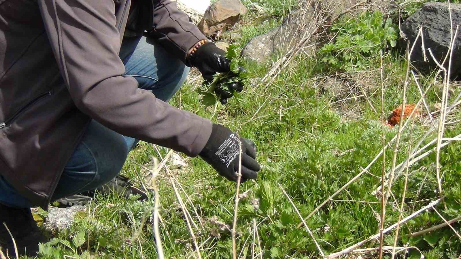 Kars’ta uzmanlar uyardı: "Her ot şifa anlamına gelmiyor"
