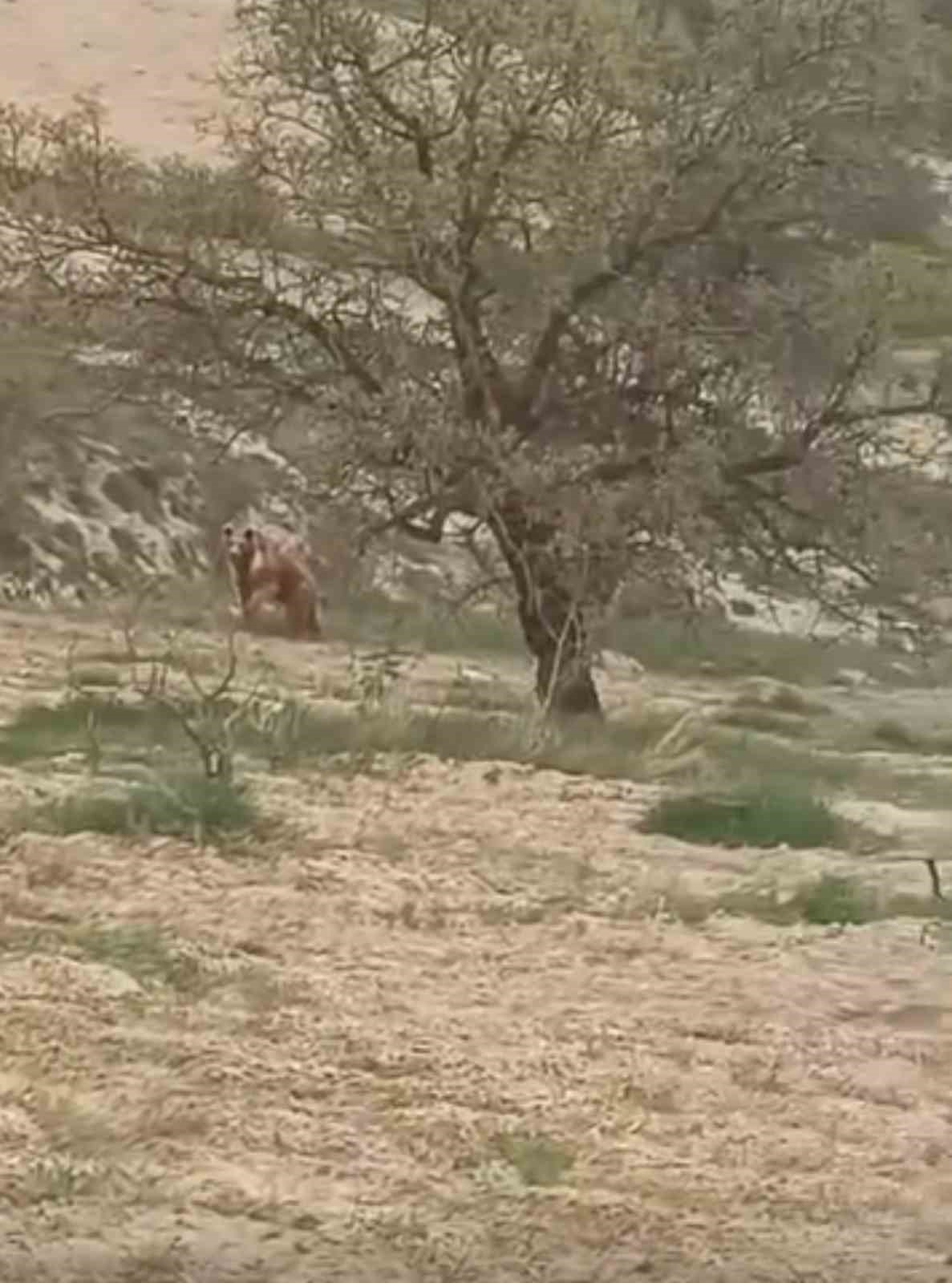 Elazığ’da ayı üzüm bağlarına dadandı