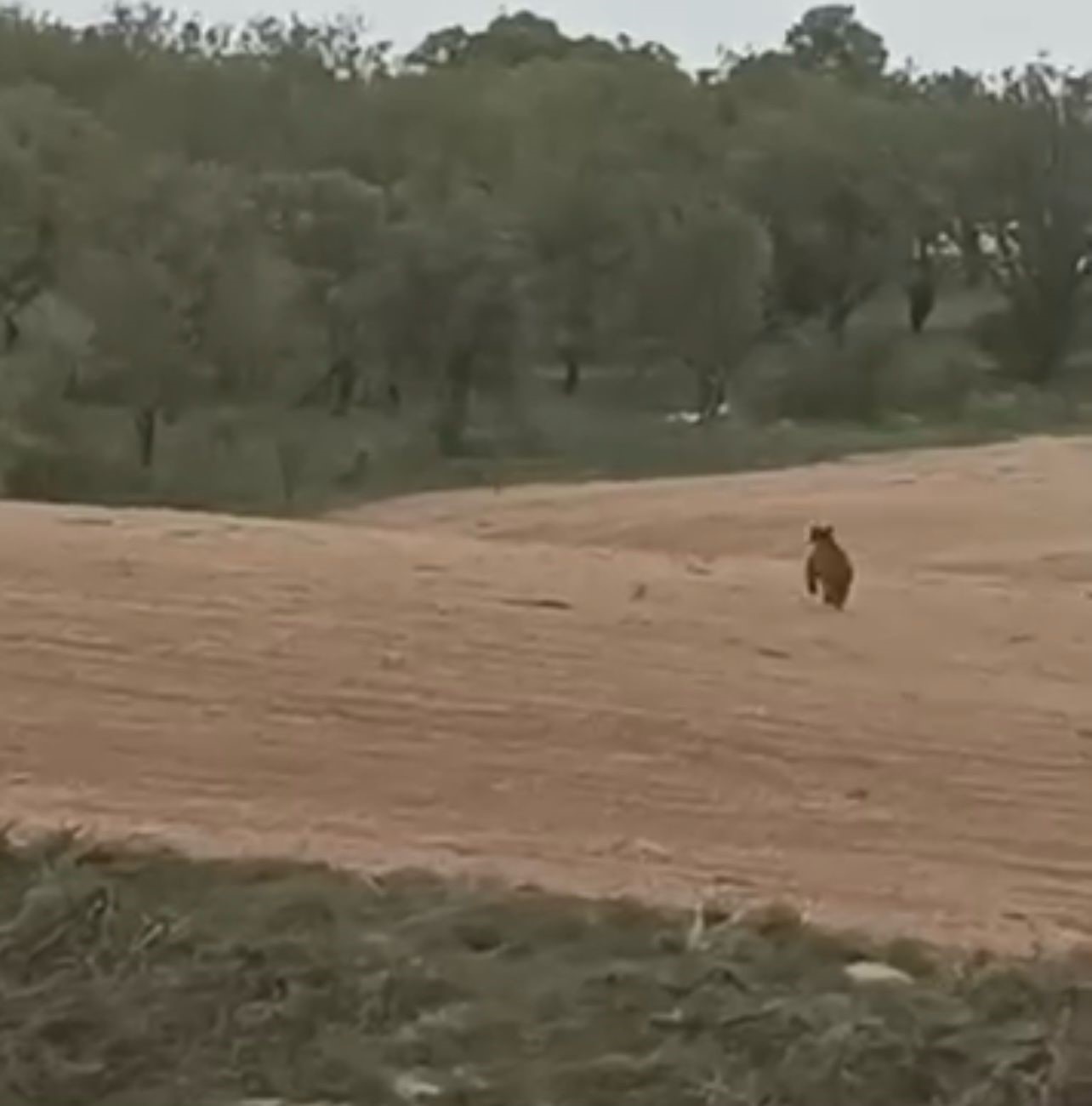 Elazığ&rsquo;da ayı &uuml;z&uuml;m bağlarına dadandı
