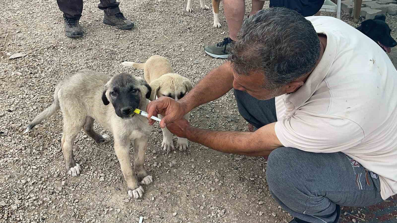 Annesi ölen yavru köpek sahipsiz kalmadı
