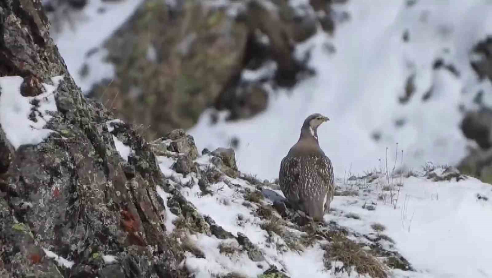 Dünyada nesli tükenmekte olan Ur kekliği İspir’de görüntülendi