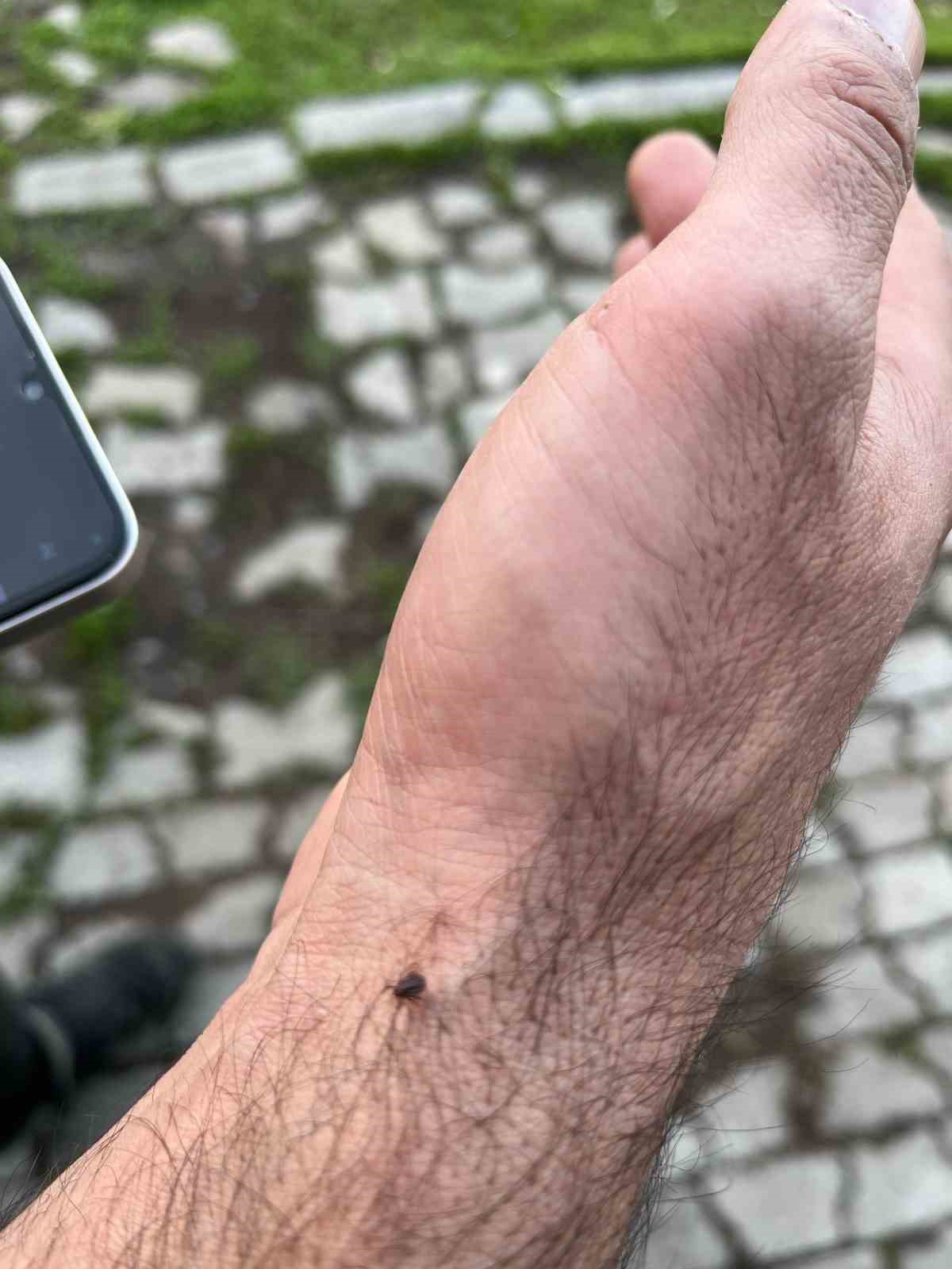 Meralar canlandı, kenelere dikkat