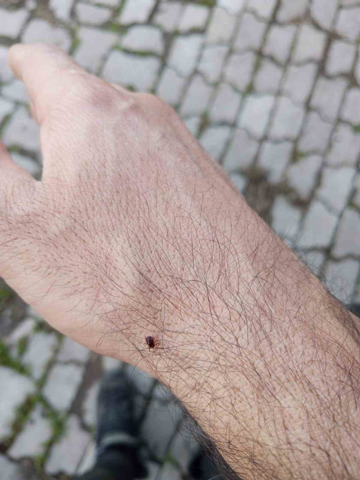 Meralar canlandı, kenelere dikkat
