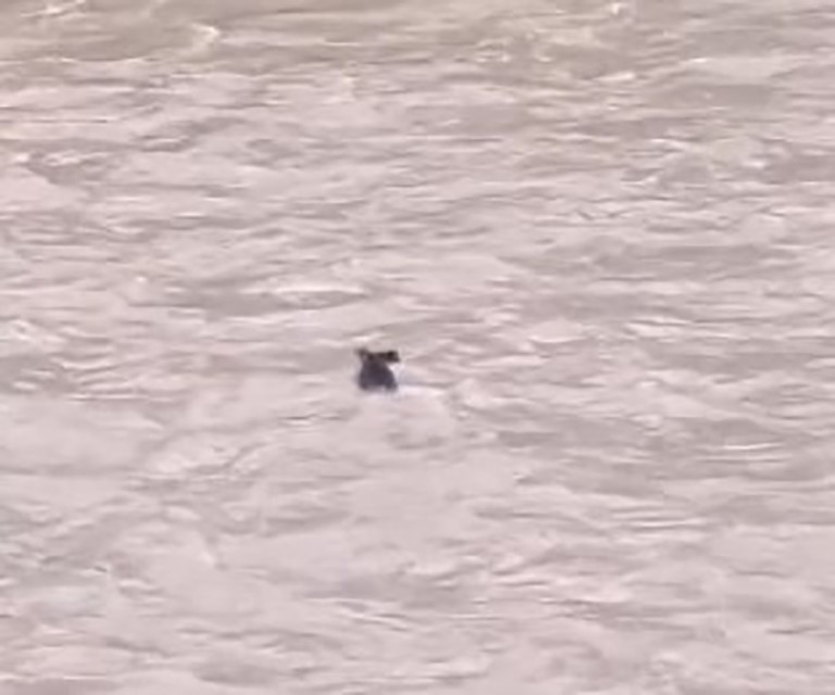 Fırtınanın çaya sürüklediği yaban domuzu hayatta kalmayı başardı