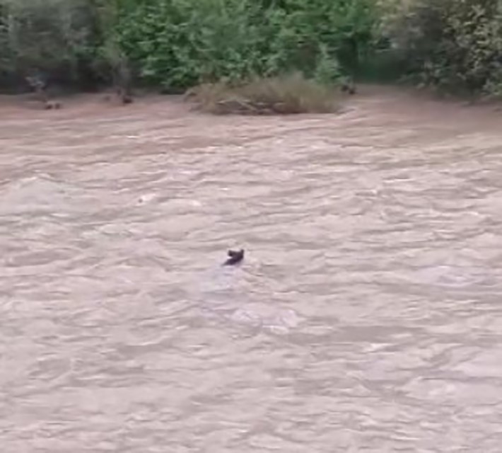 Fırtınanın çaya sürüklediği yaban domuzu hayatta kalmayı başardı