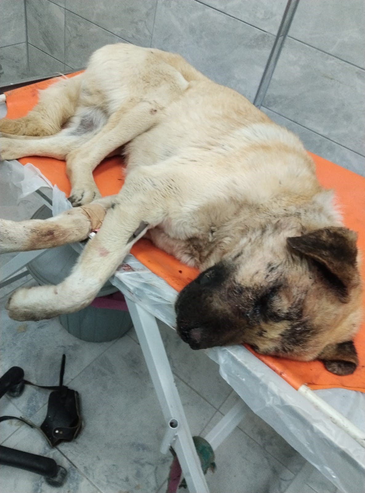 Isırdığını iddia ettiği k&ouml;peği silahla vurdu, sahipleri şikayet&ccedil;i oldu
