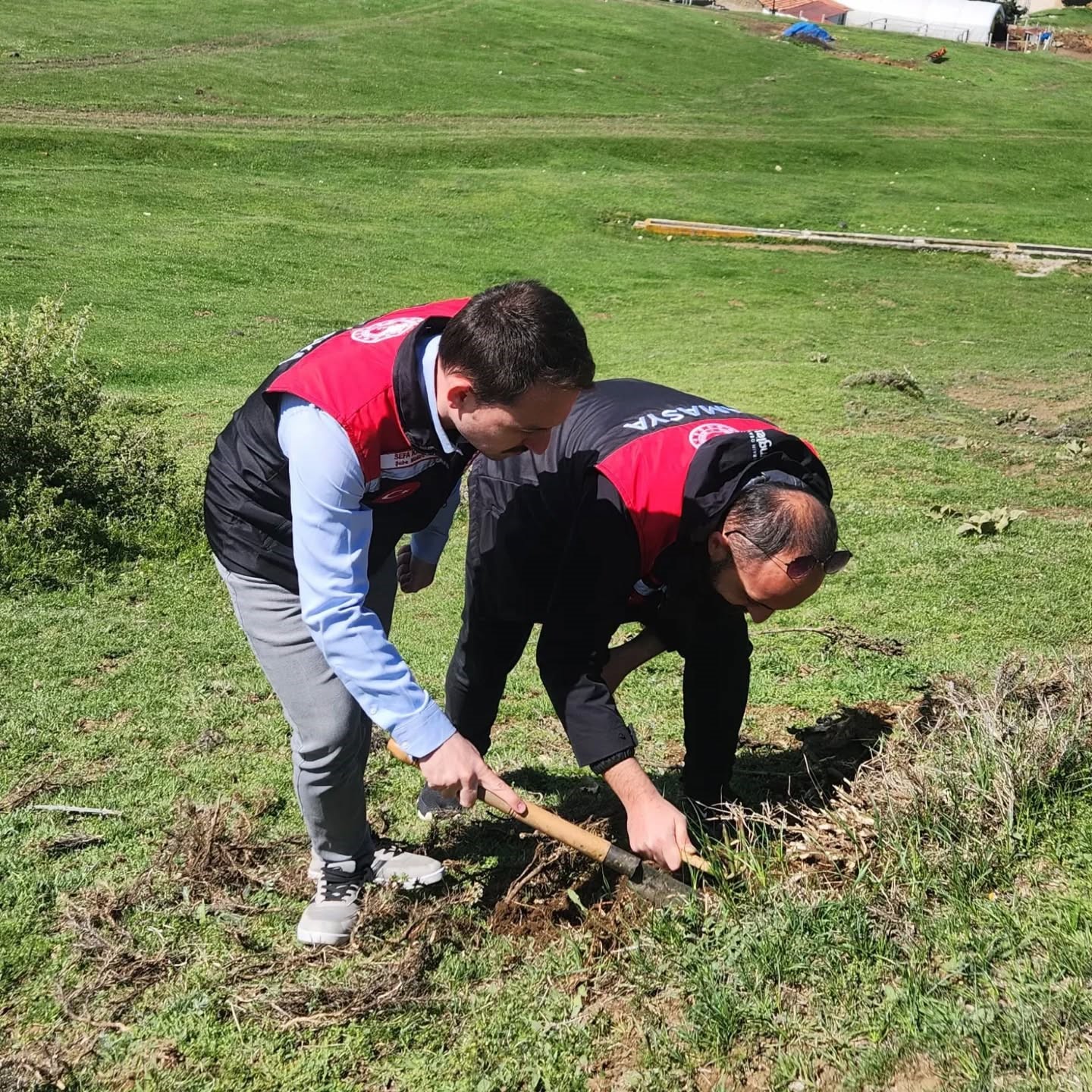 Amasya’da tarım ekipleri süne sürvey çalışmalarını sürdürüyor