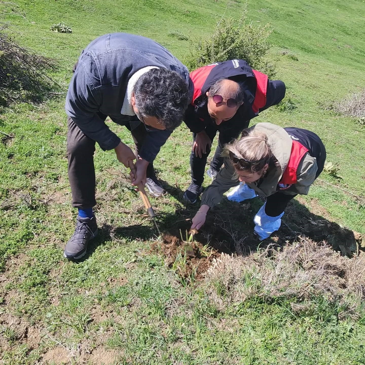 Amasya’da tarım ekipleri süne sürvey çalışmalarını sürdürüyor