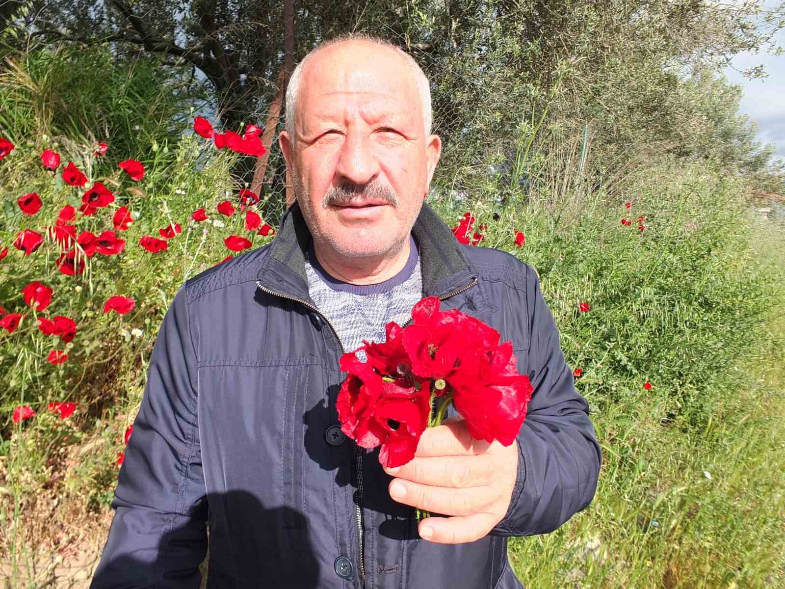 Burhaniye&rsquo;de tarlalar gelincik a&ccedil;tı
