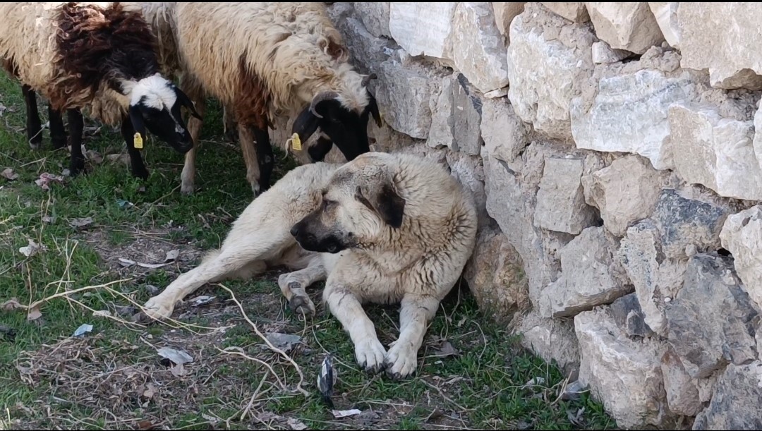 S&uuml;r&uuml;n&uuml;n sessiz koruyucusu, kalpleri fethetti
