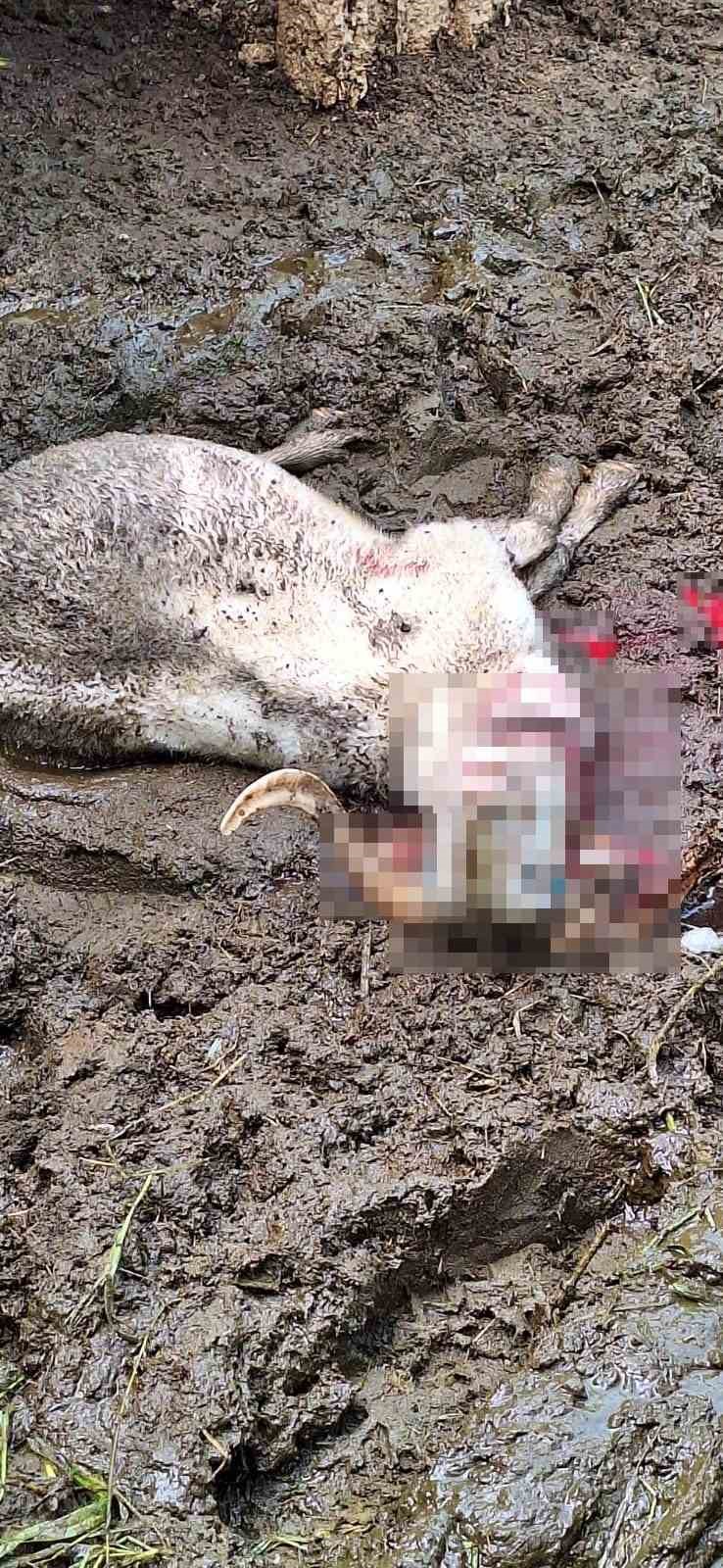 Kurt, kurbanlık kuzuları telef etti