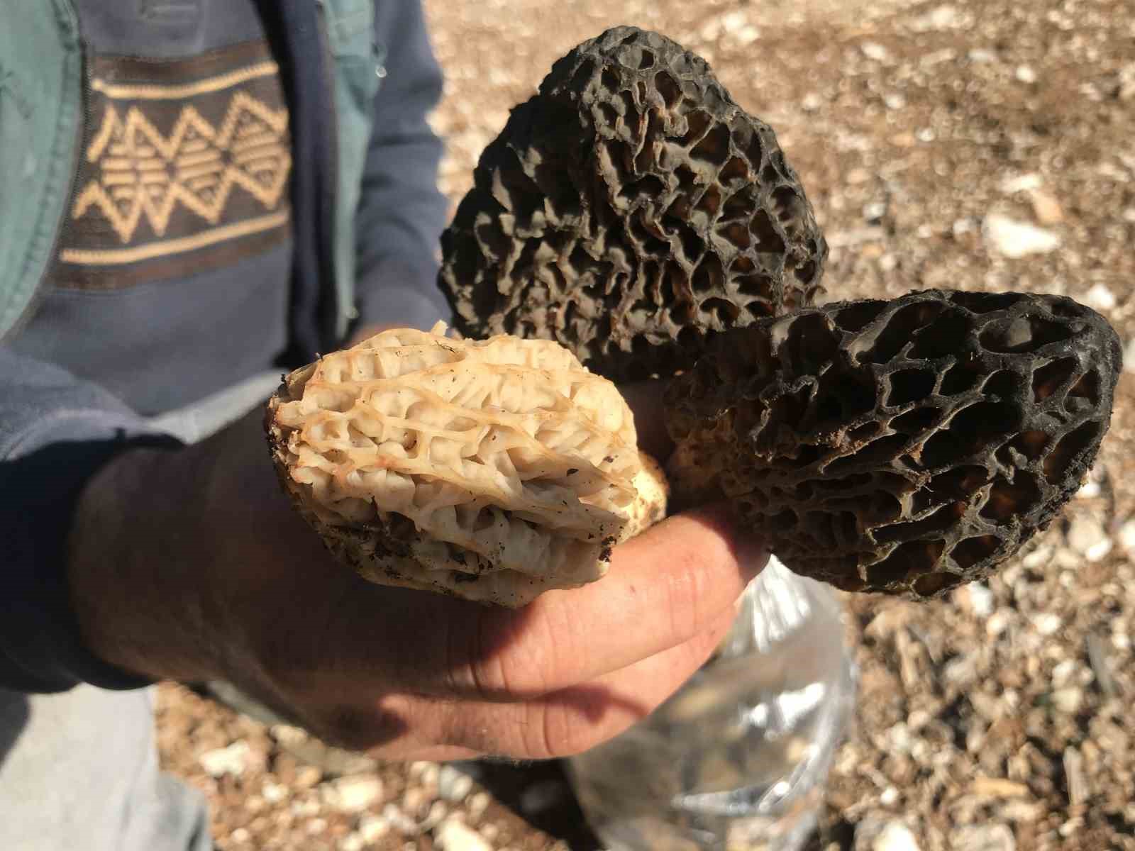 Antalya’da ’kuzugöbeği mantarı’ sezonu başladı