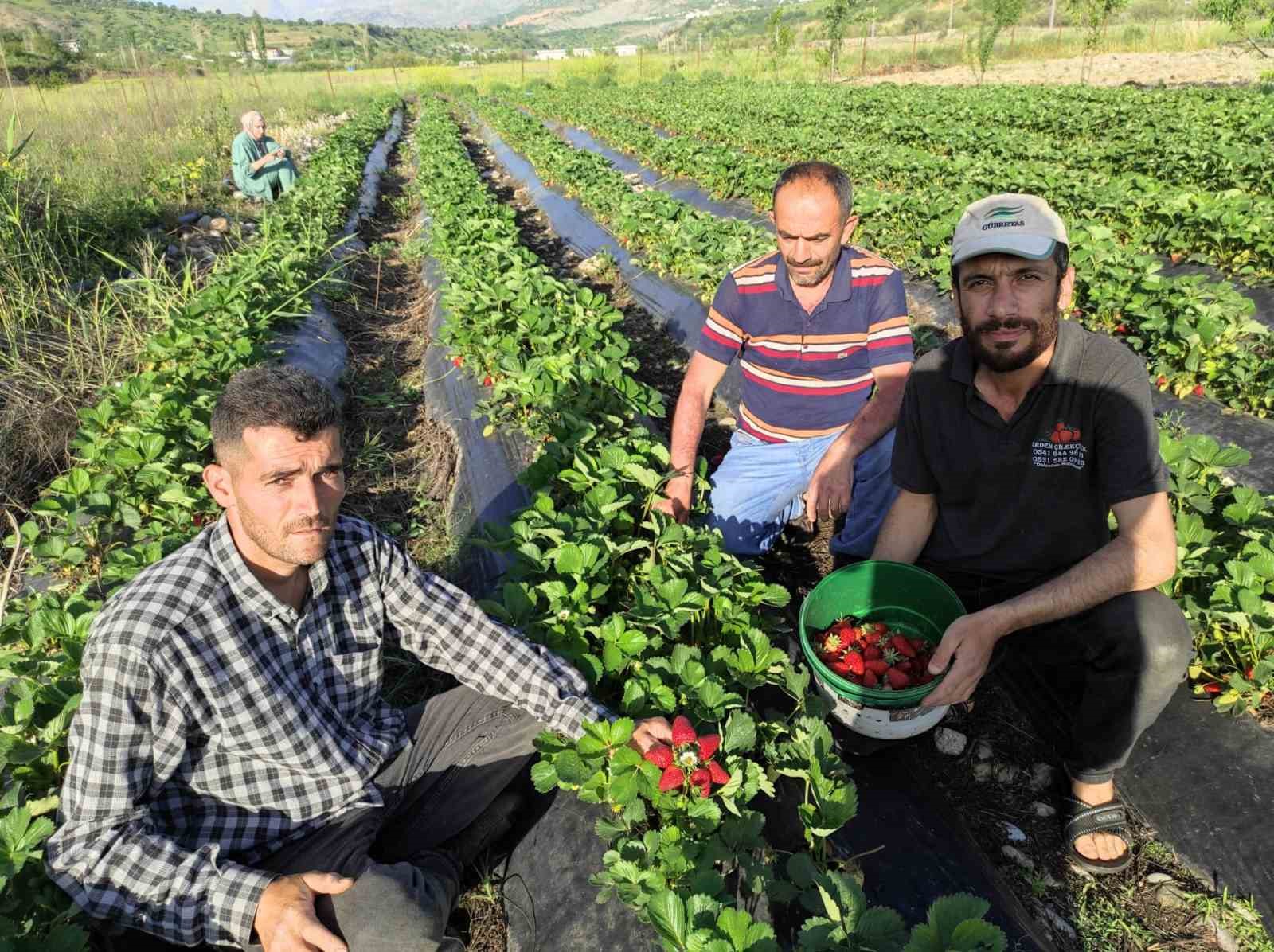 Organik Sason çileğinde hasat başladı