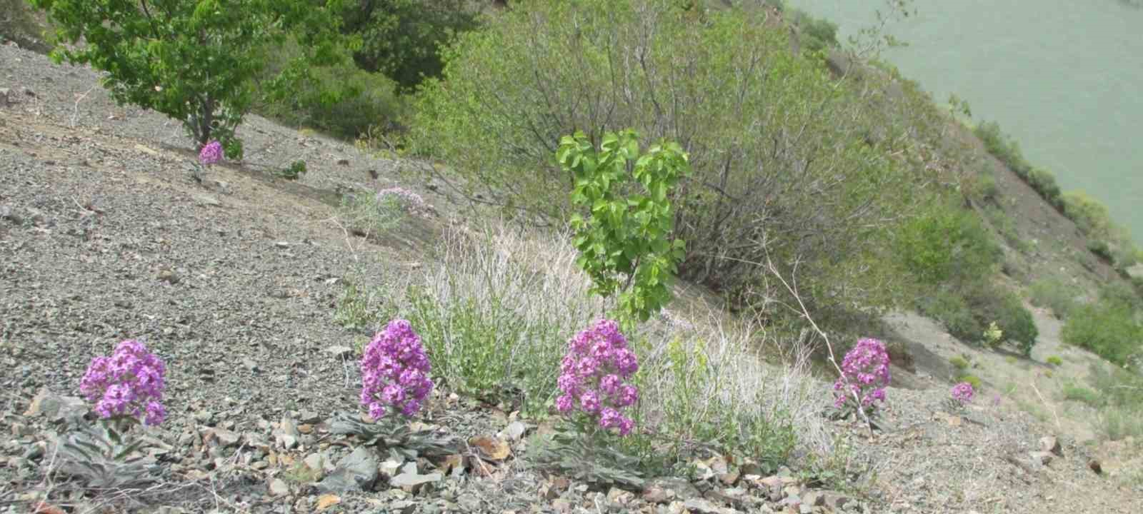 Elazığ’da Ulusal Biyolojik Çeşitlilik ve Envanter İzleme Projesi çalışması
