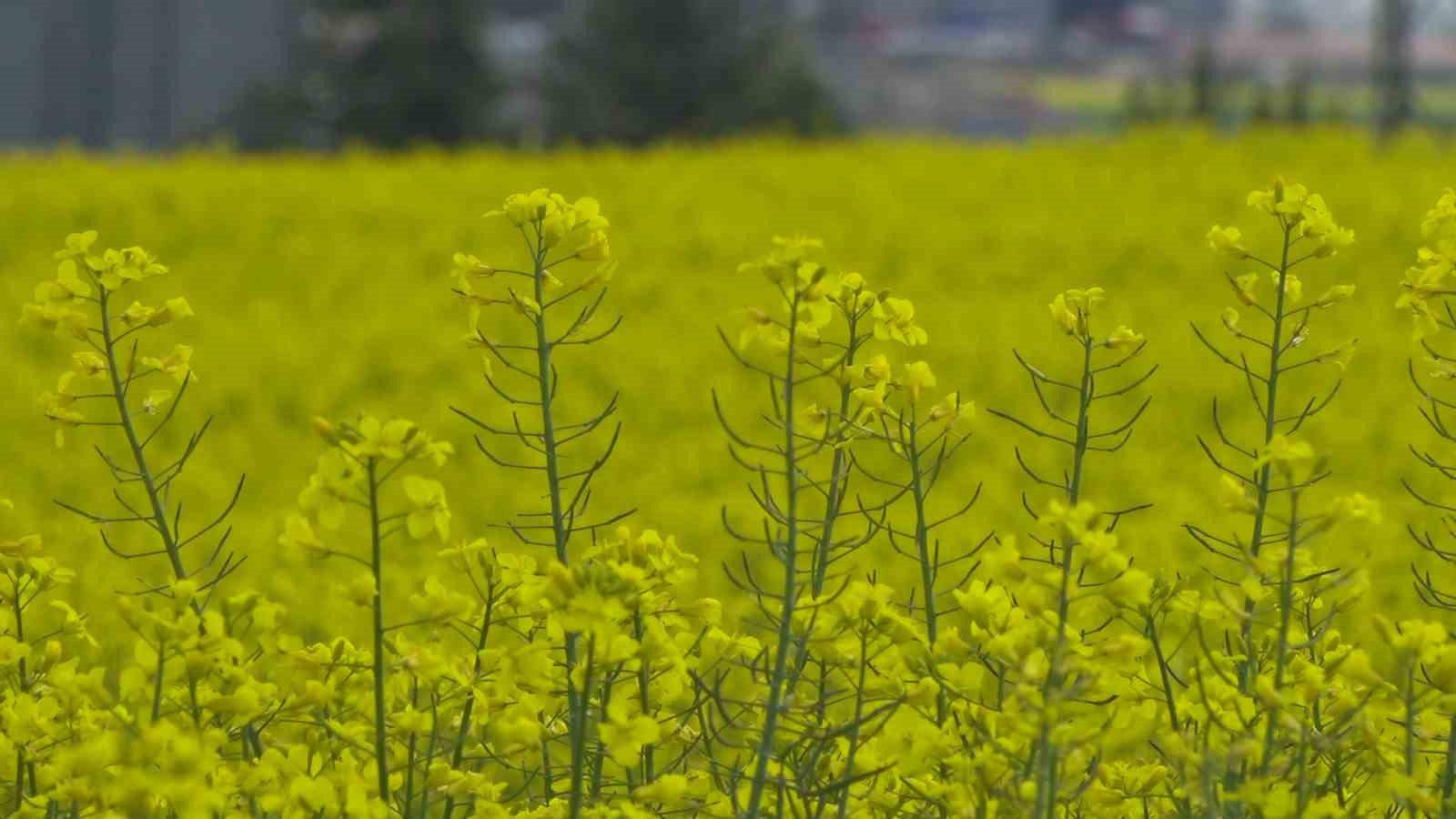 Ankara’da çiçek açan kanola tarlaları sarıya boyadı