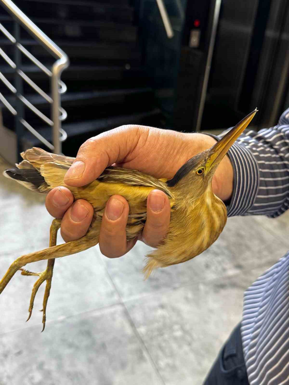 Kayseri’de nesli tükenmekte olan balaban kuşu görüldü