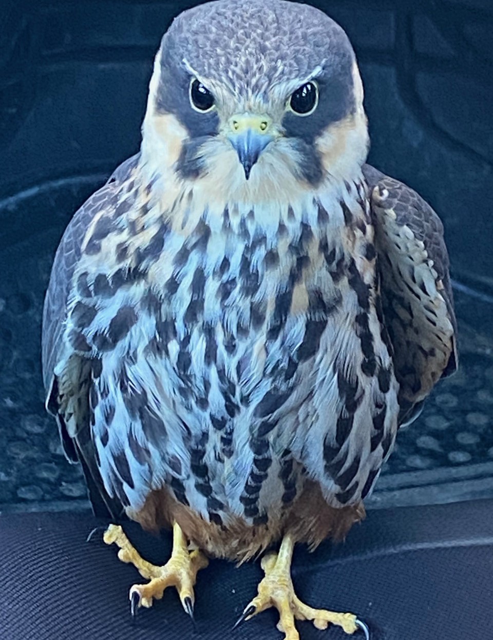 Konya&rsquo;da bitkin halde bulunan delice doğan koruma altına alındı

