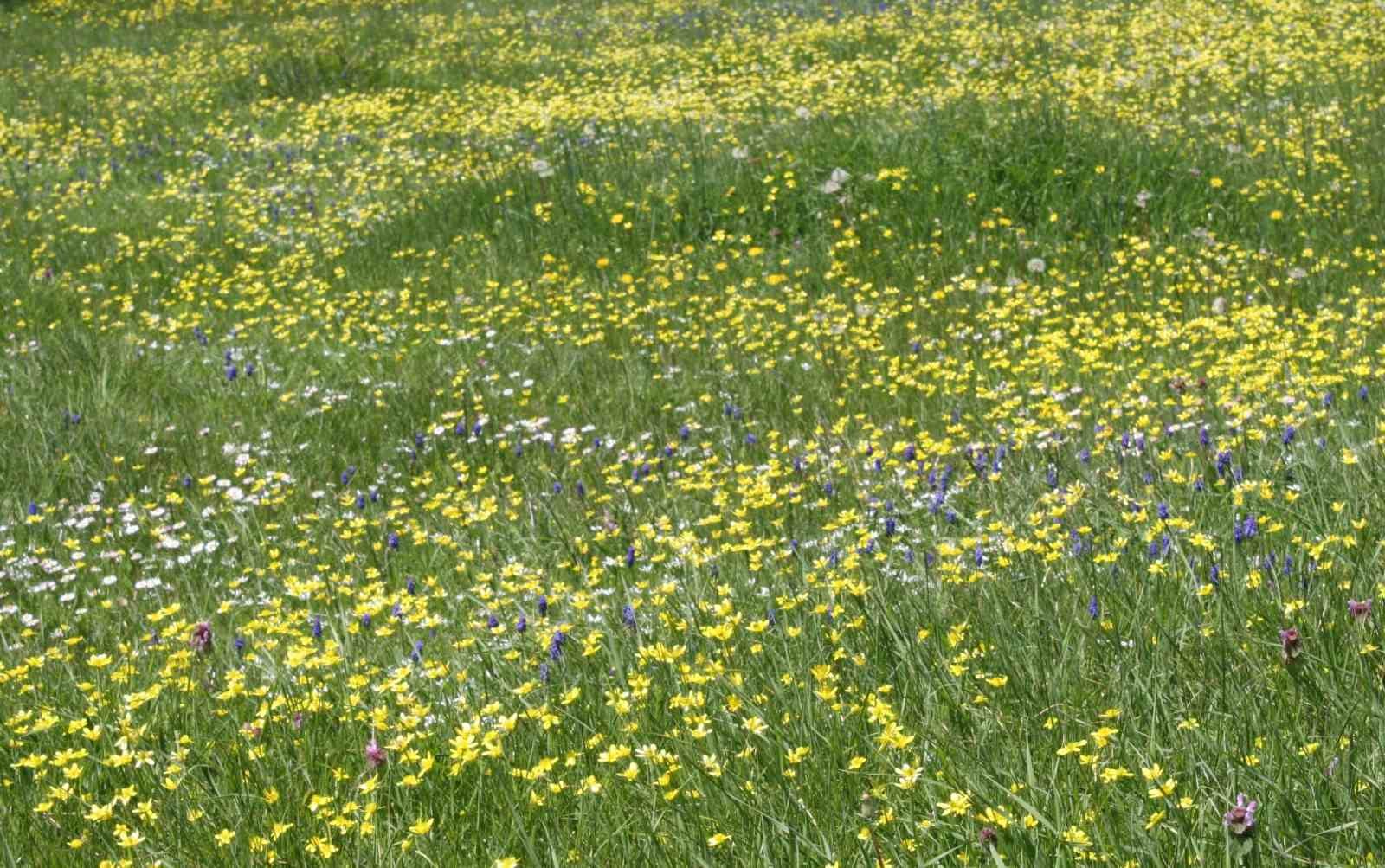 Baharın gelmesiyle doğanın g&uuml;zelliği g&ouml;renleri hayran bırakıyor

