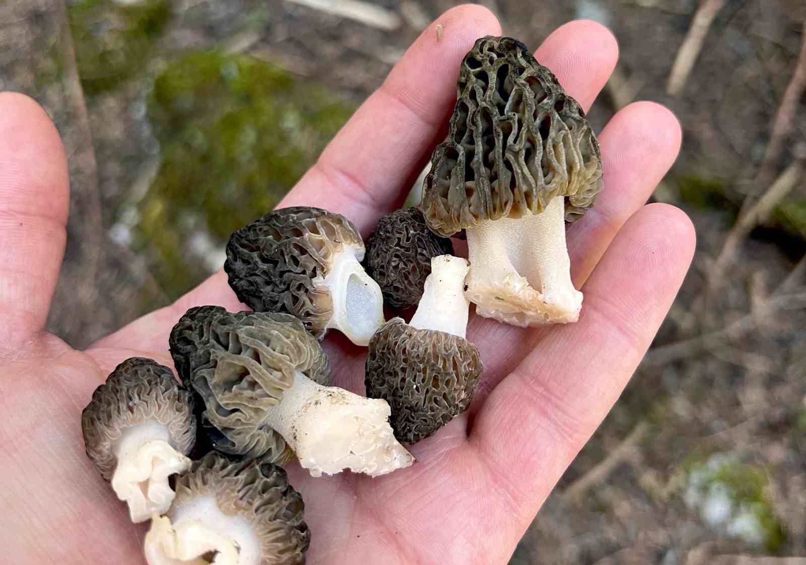 Yağışlar kuzugöbeği mantarı tutkunlarını da sevindirdi